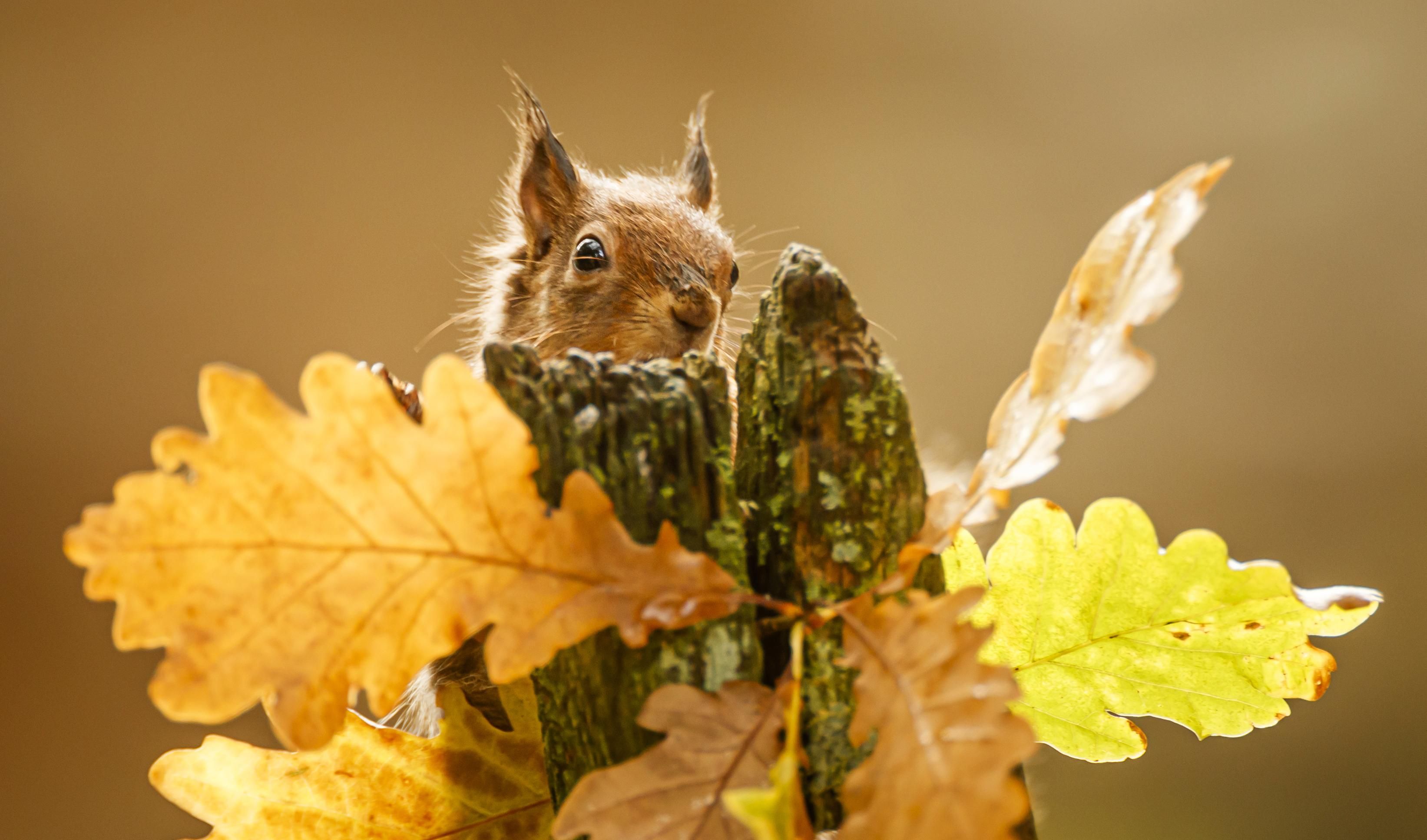 Погода 17 октября 2020 – Киев, Харьков, Днепр – вся Украина Погода 17 октября 2020 – Киев, Харьков, Днепр – вся Украина
