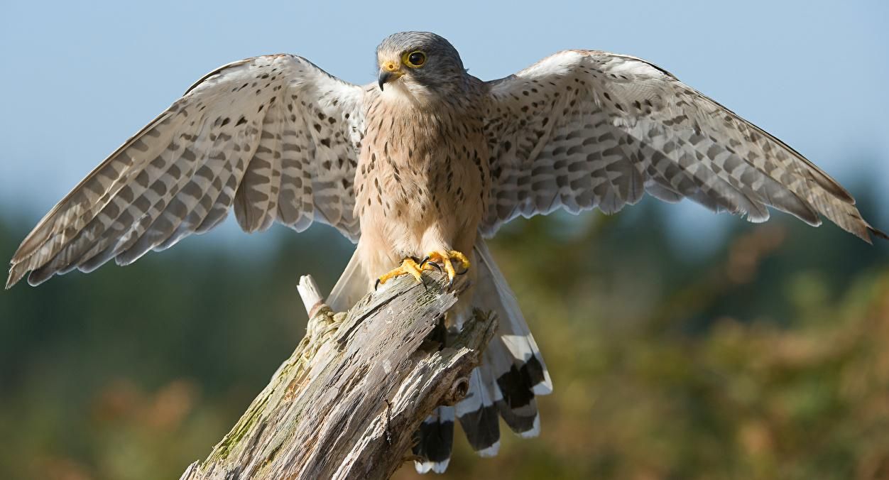 Світовий рекорд: в Саудівській Аравії продали сокола за 173300 доларів Світовий рекорд: в Саудівській Аравії продали сокола за 173300 доларів