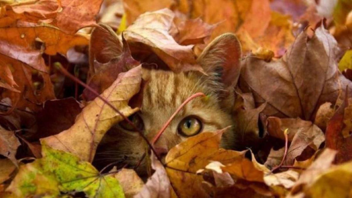 Погода 20 жовтня 2020 – Київ, Харків, Львів – вся Україна Погода 20 жовтня 2020 – Київ, Харків, Львів – вся Україна