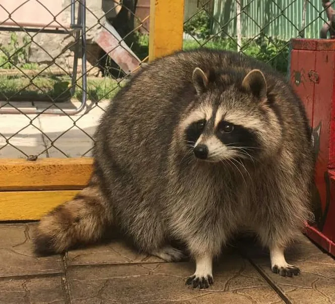 дім єнота львів дім єнота львів