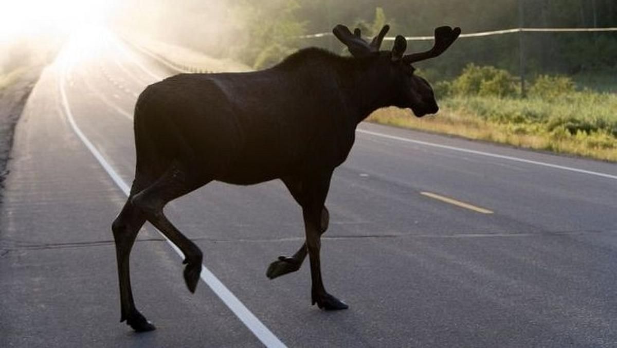 В Киевской области сбитый грузовиком лось насмерть раздавил мужчину В Киевской области сбитый грузовиком лось насмерть раздавил мужчину