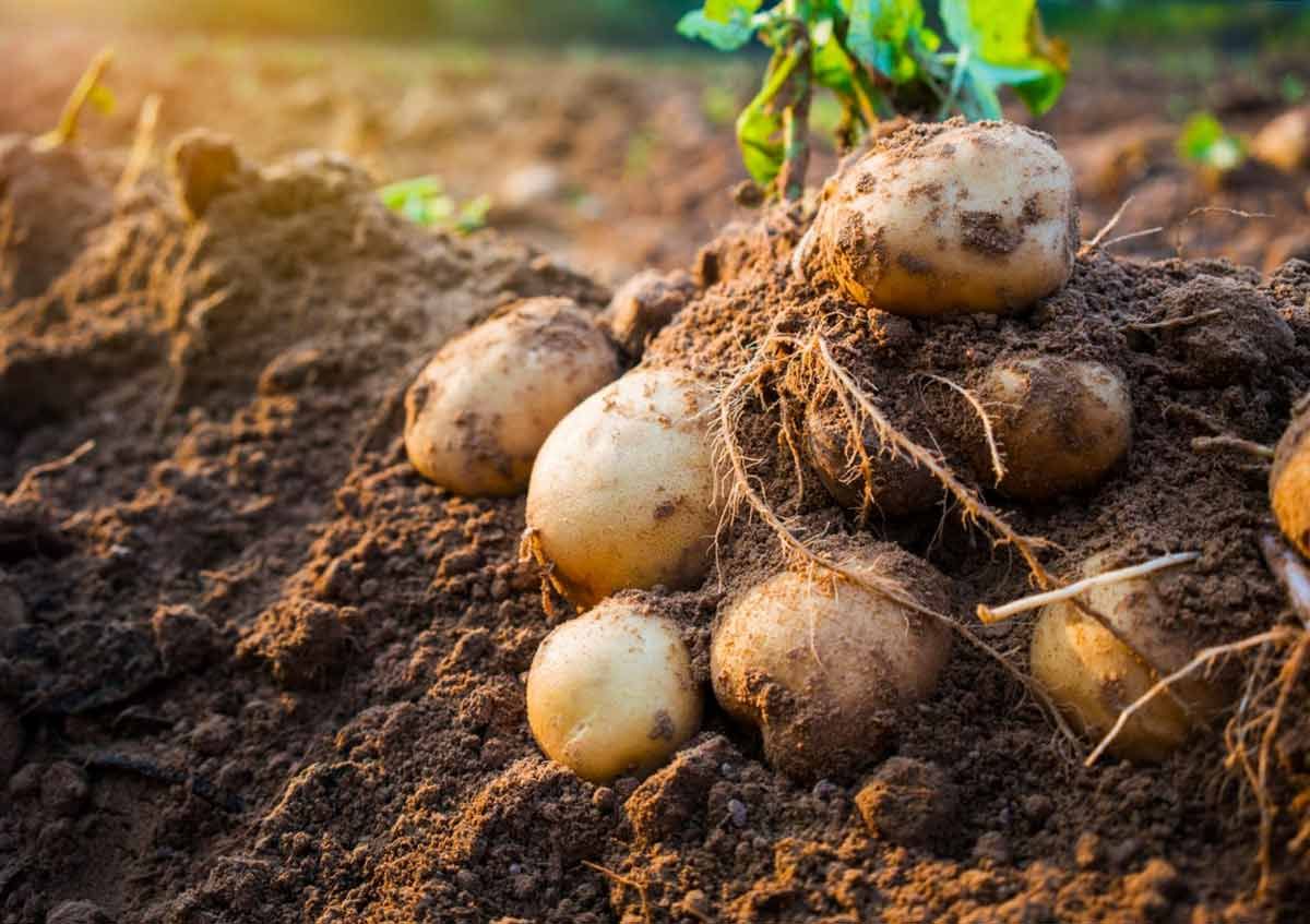 Лукашенко собрал собственный урожай картофеля и отдал ОМОНу