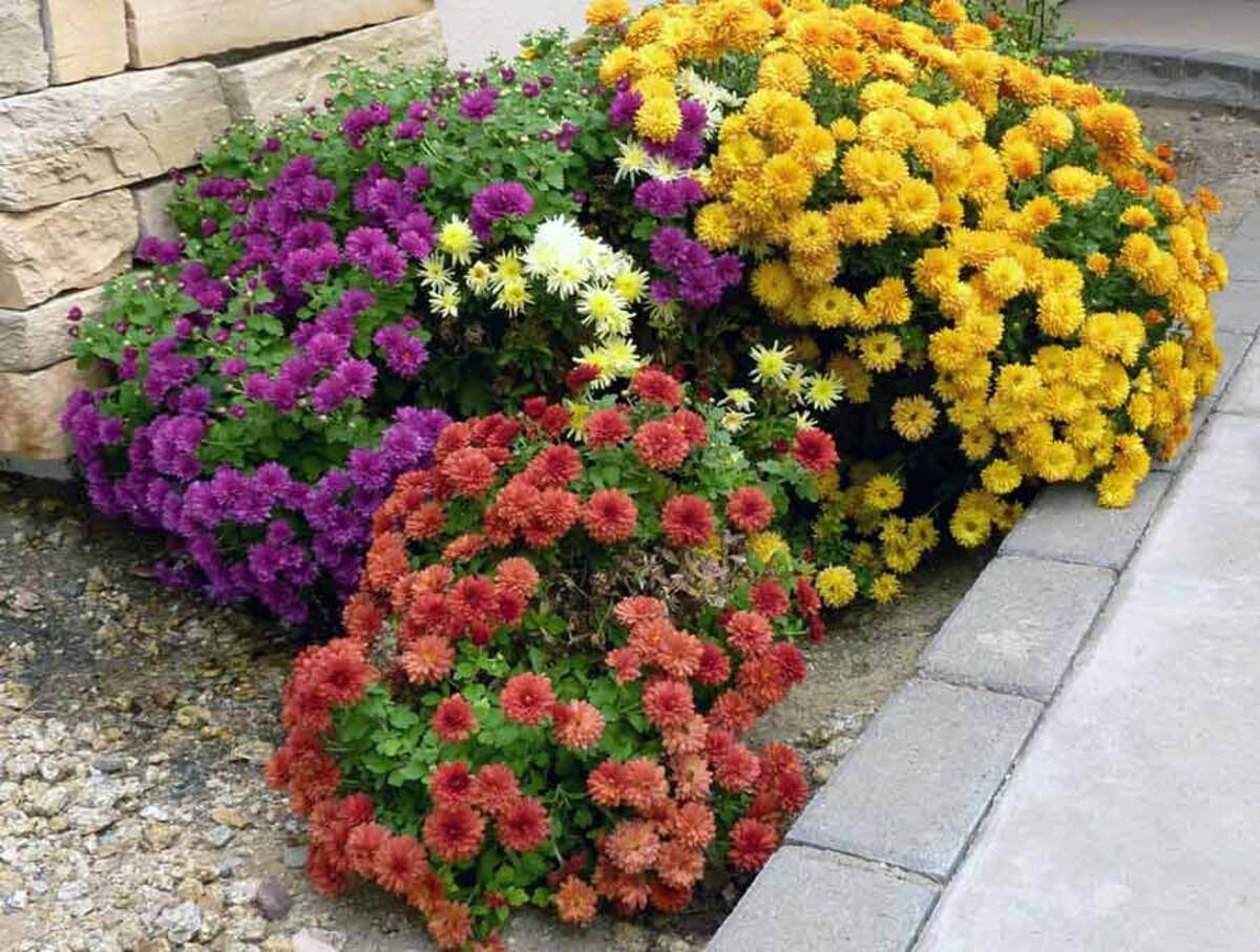 В Одесской школе выкопали цветы после отъезда мэра - позорное видео В Одесской школе выкопали цветы после отъезда мэра - позорное видео