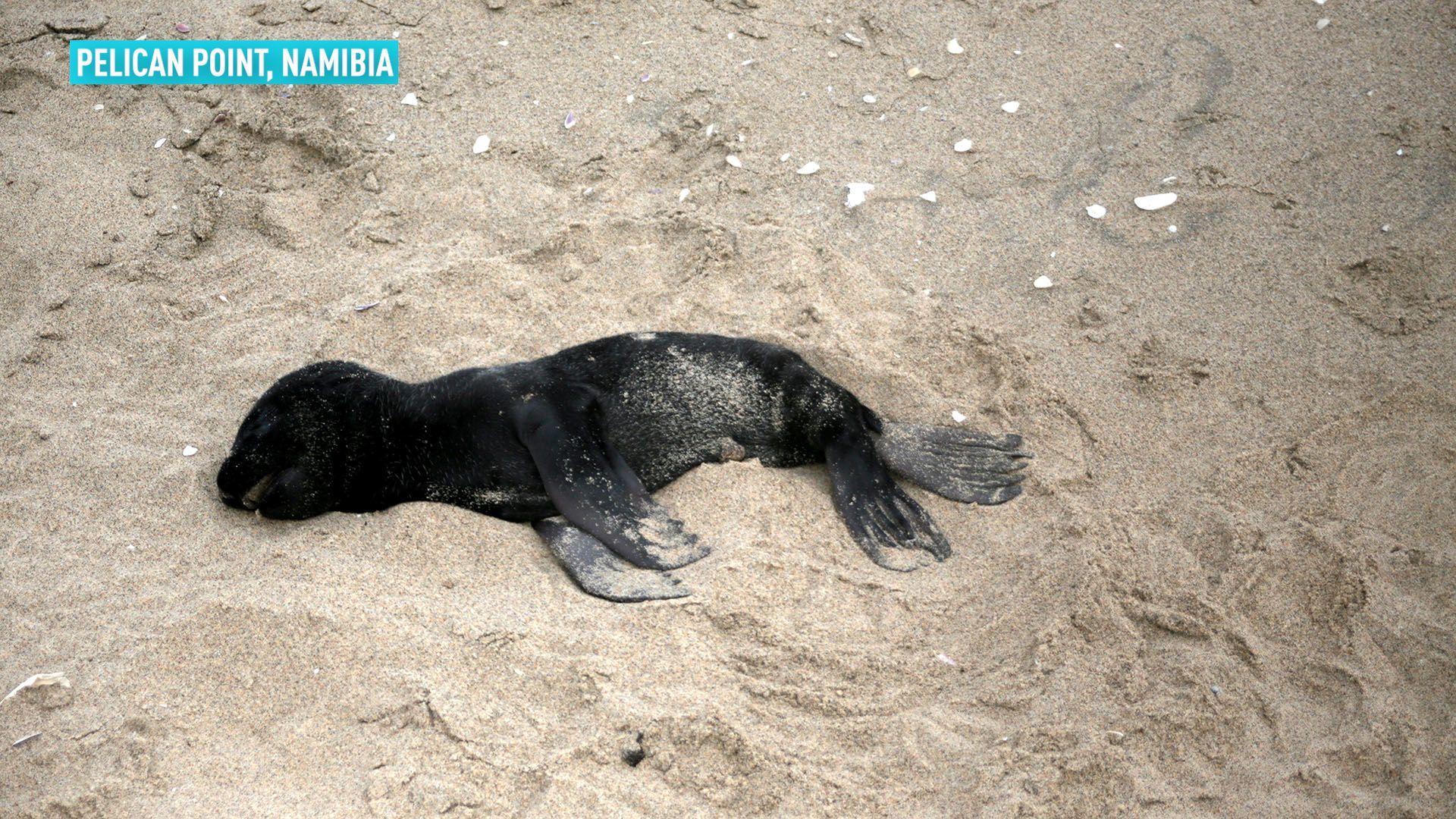У Намібії шоковані масовою загибеллю дітей морських котиків: фото