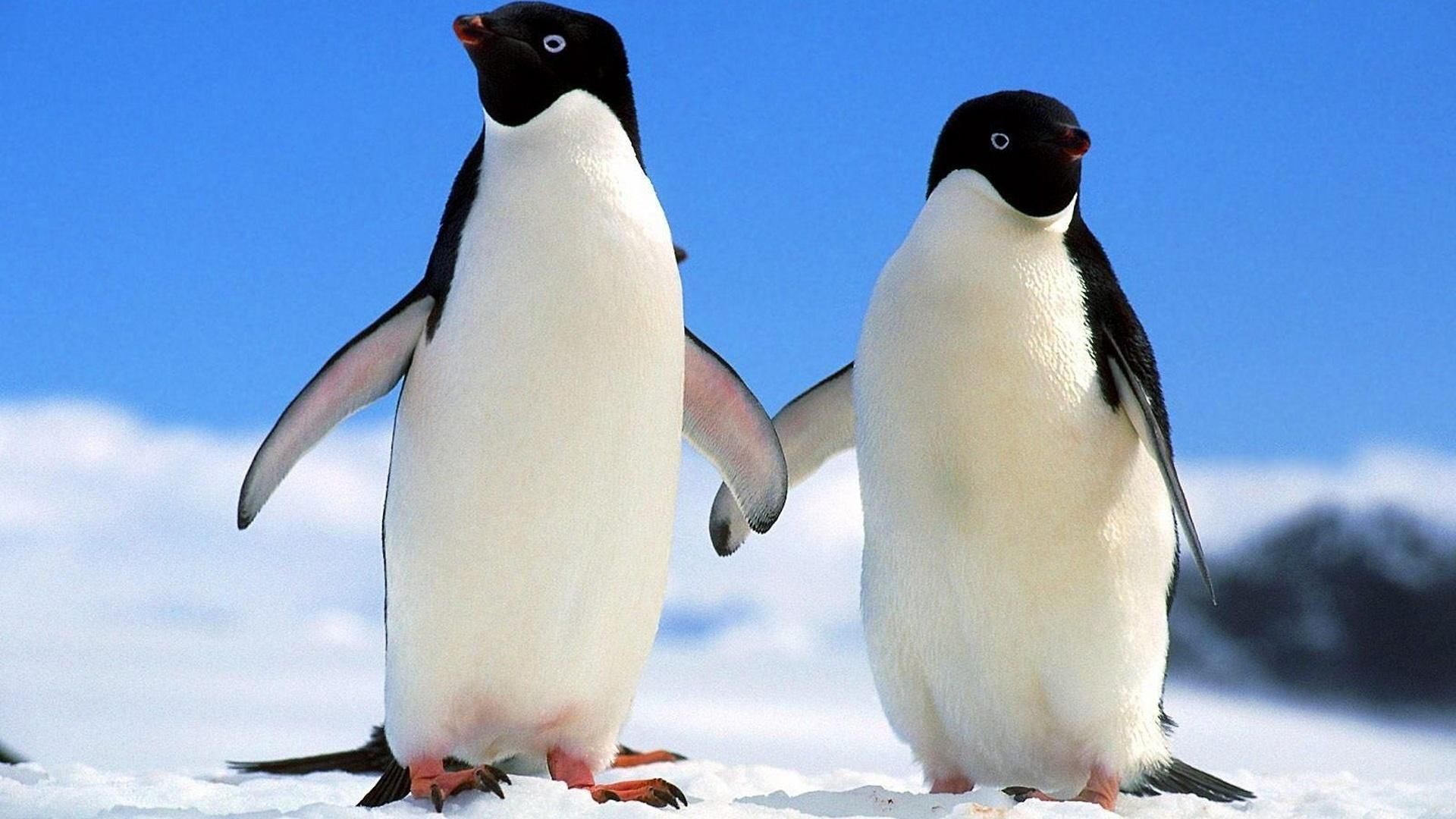 У Нідерландах два пінгвіни-геї викрали яйце у ​​пінгвінів-лесбійок