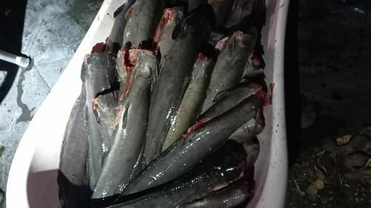 В Киеве люди чистили большое количество рыбы: полиция их задержала В Киеве люди чистили большое количество рыбы: полиция их задержала