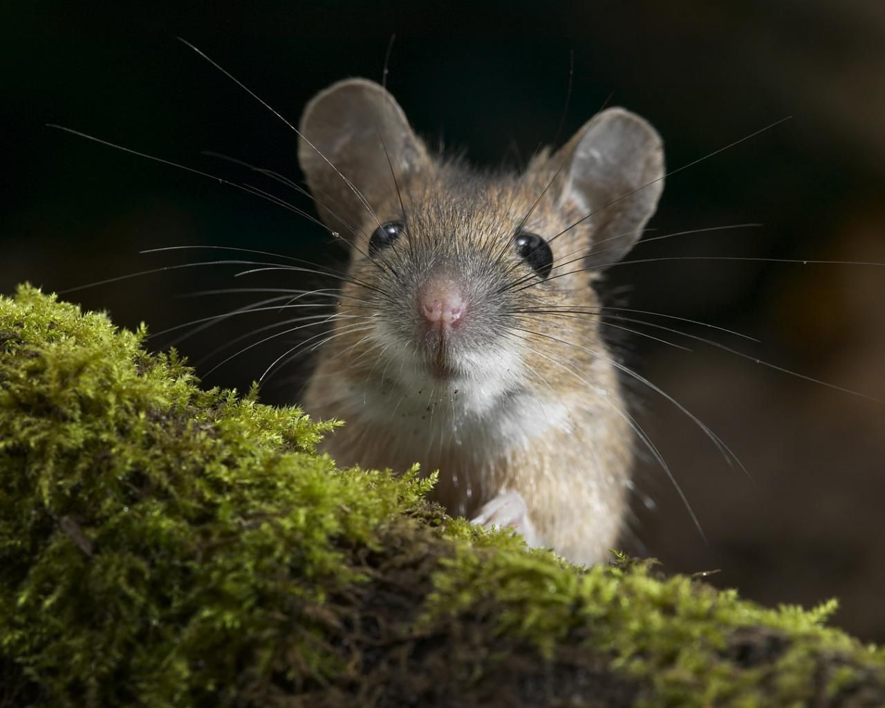 Одесит знайшов живих мишенят у пачці вівсянки – відео