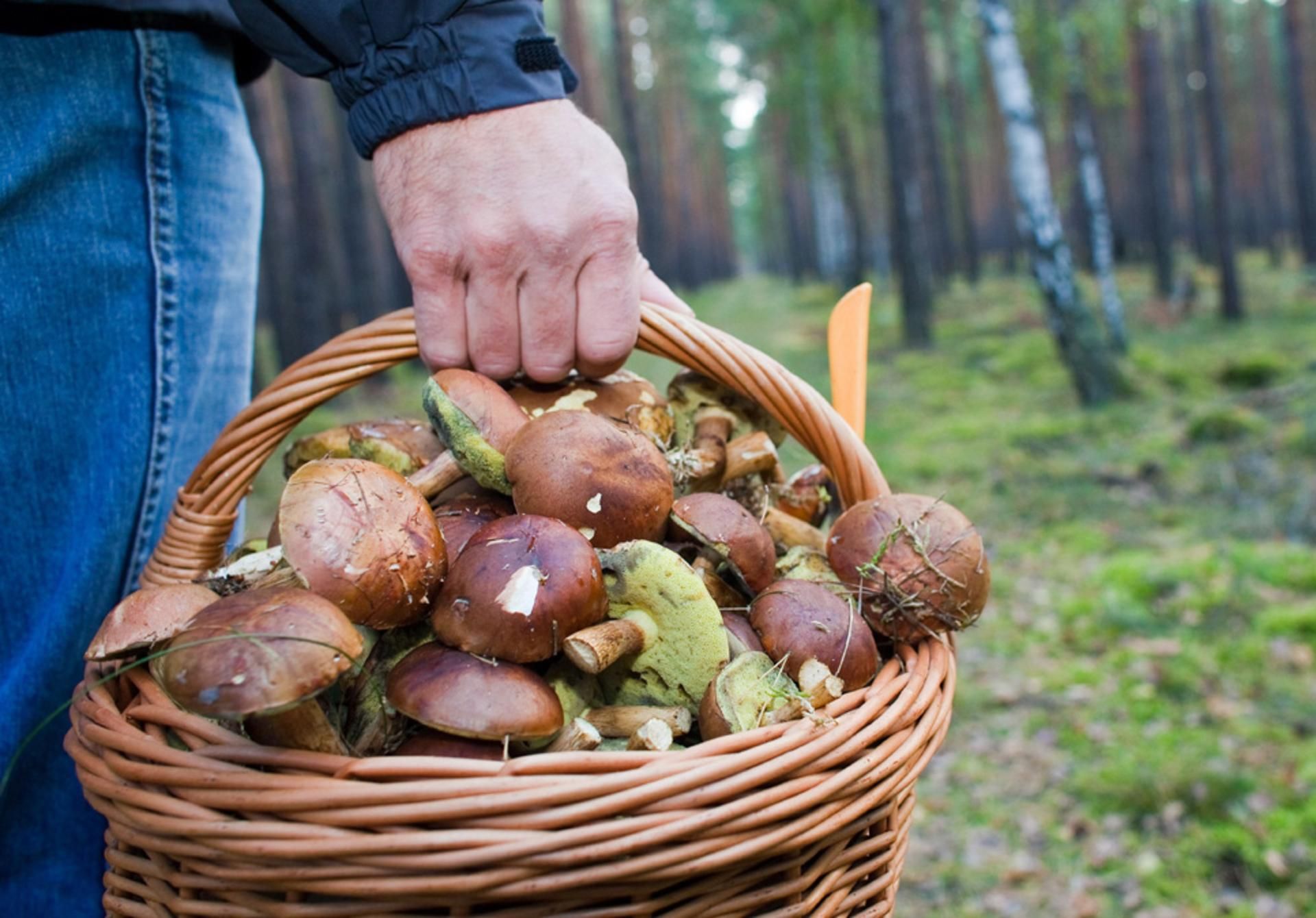 У Кривому Розі від отруєння грибами померла мати і донька: вони 2 дні займались самолікуванням У Кривому Розі від отруєння грибами померла мати і донька: вони 2 дні займались самолікуванням