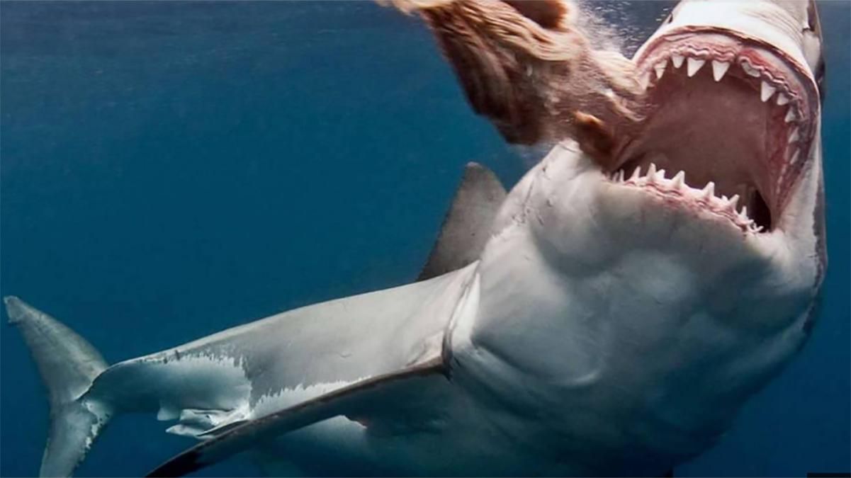В Єгипті створили робочу групу через напад акули на українських туристів