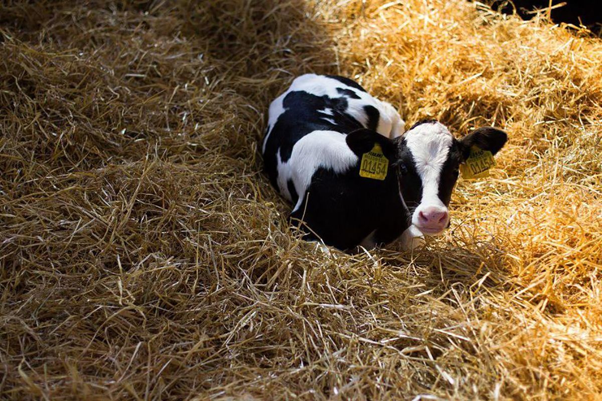 Прикордонники виявили 5740 пляшок горілки у тюках сіна Прикордонники виявили 5740 пляшок горілки у тюках сіна