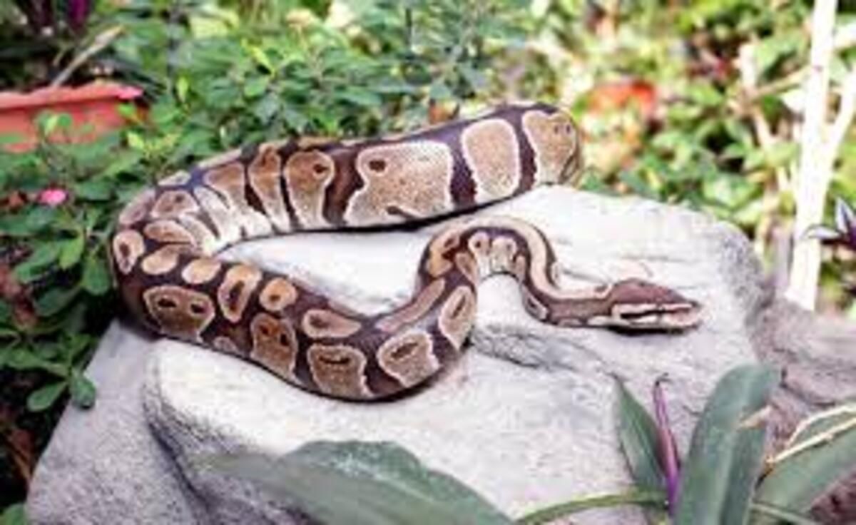 На Львівщині у зоопарку оселяться 13 конфіскованих пітонів: деталі На Львівщині у зоопарку оселяться 13 конфіскованих пітонів: деталі