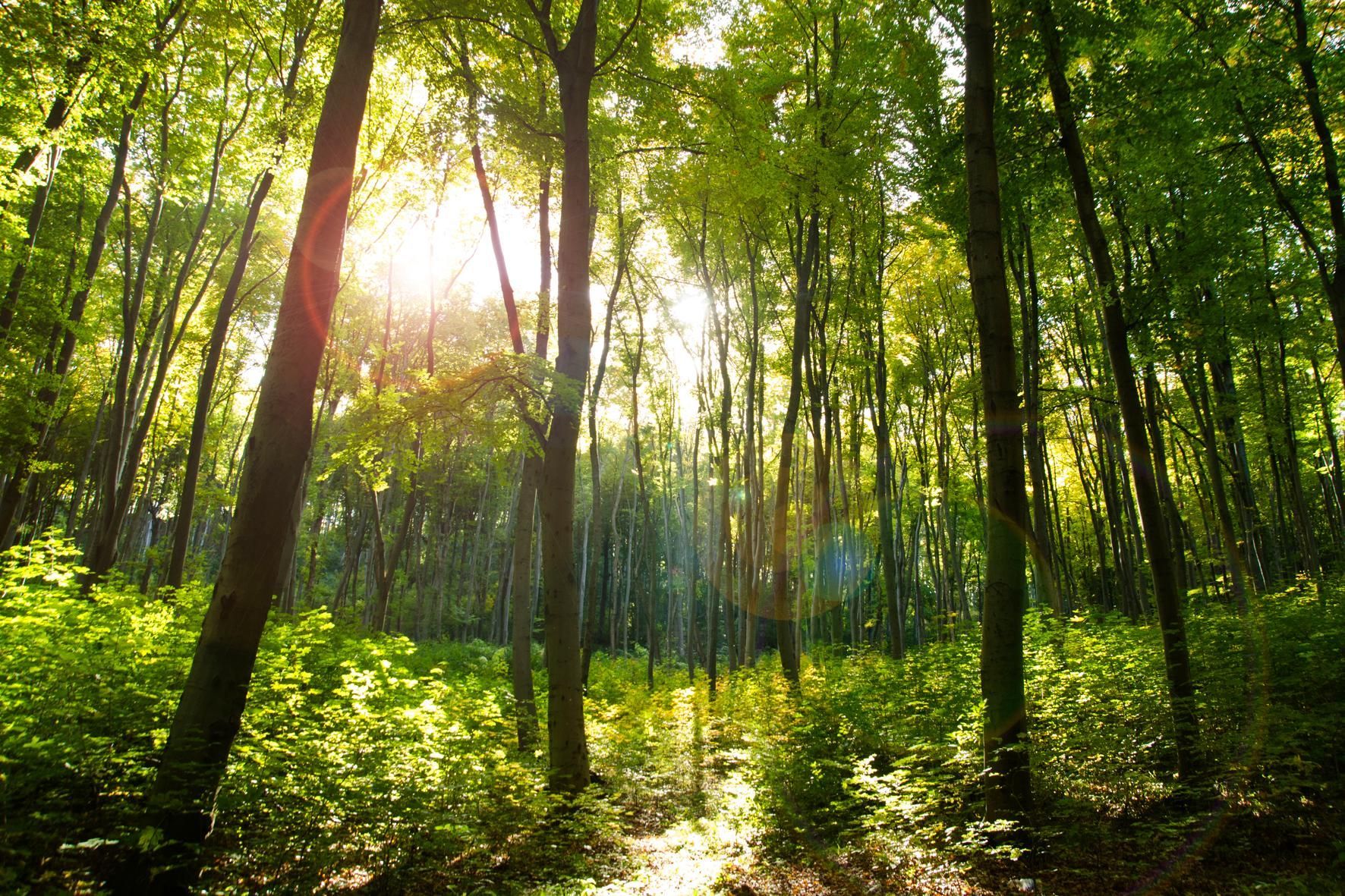 Во Львовской области мужчина рубил дубы и теперь ему грозит тюрьма Во Львовской области мужчина рубил дубы и теперь ему грозит тюрьма