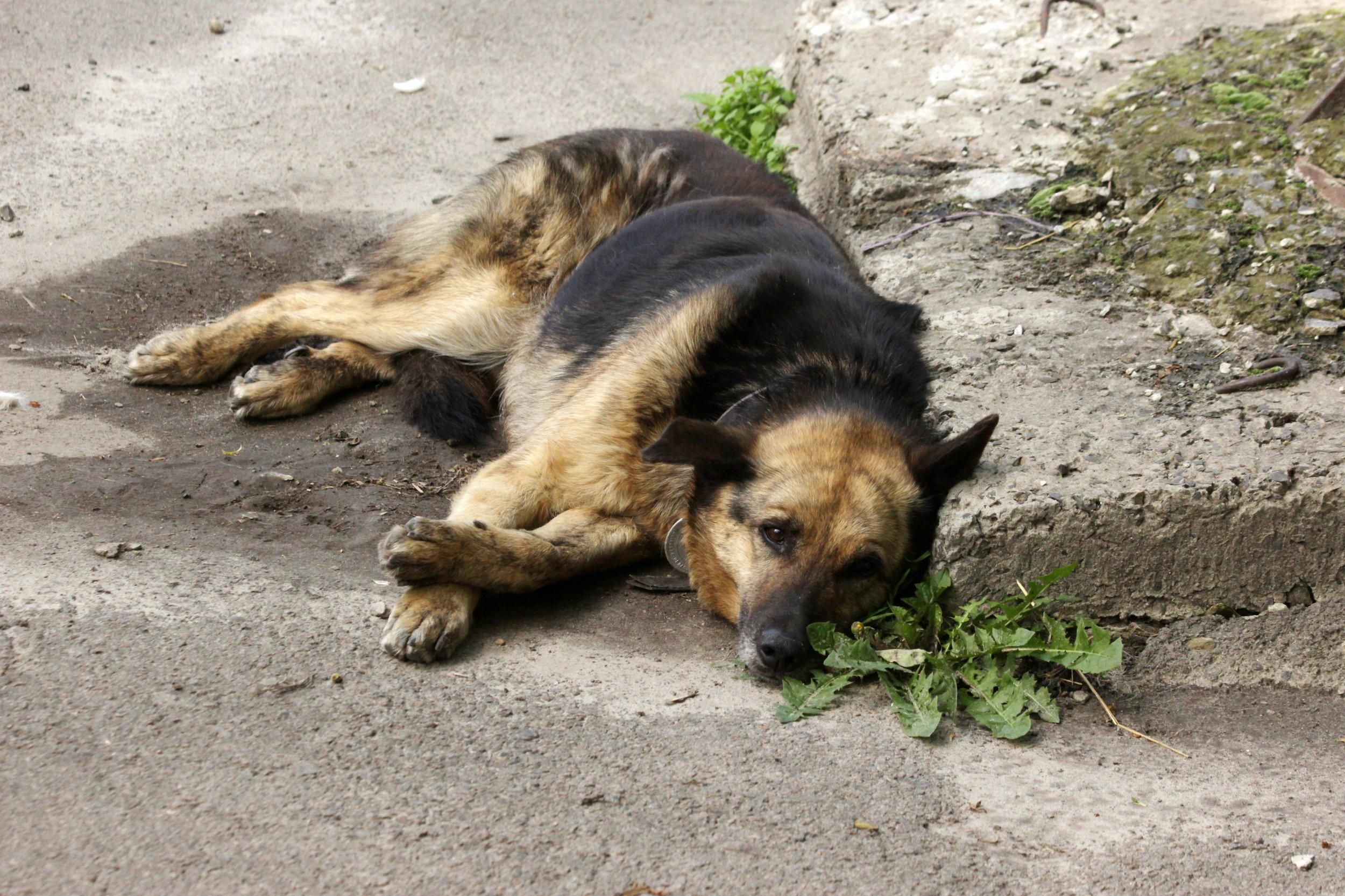 На Львовщине оштрафовали мужчину, который жестоко убил собаку