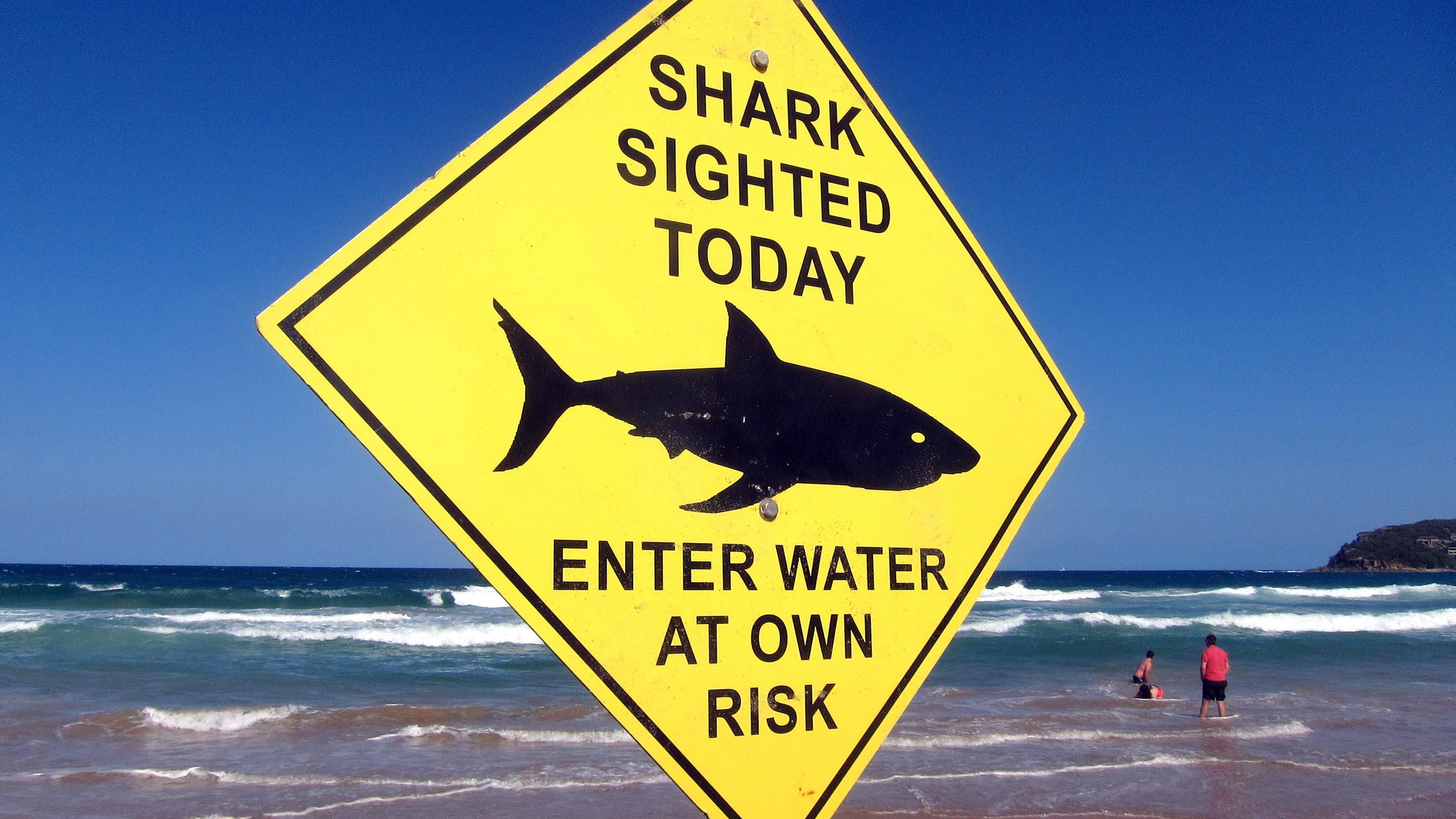 В Египте акула напала на местного гида: новые детали инцидента В Египте акула напала на местного гида: новые детали инцидента