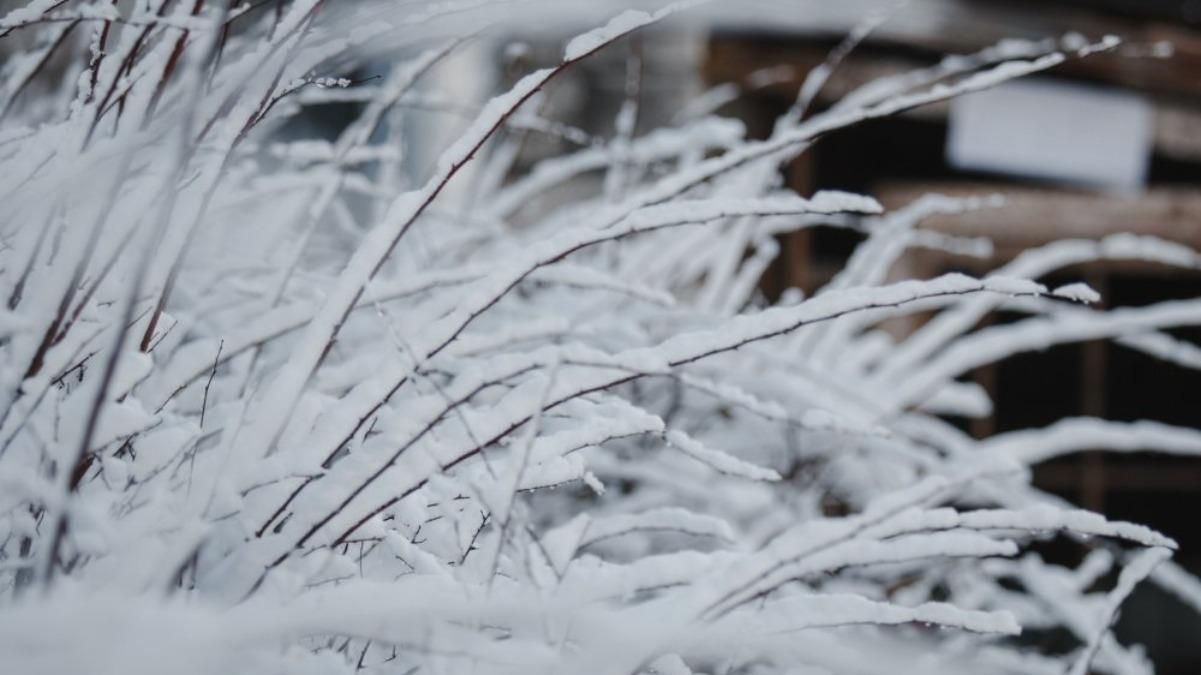 Коли буде сніг у Києві, всій Україні у 2020: прогноз синоптиків Коли буде сніг у Києві, всій Україні у 2020: прогноз синоптиків