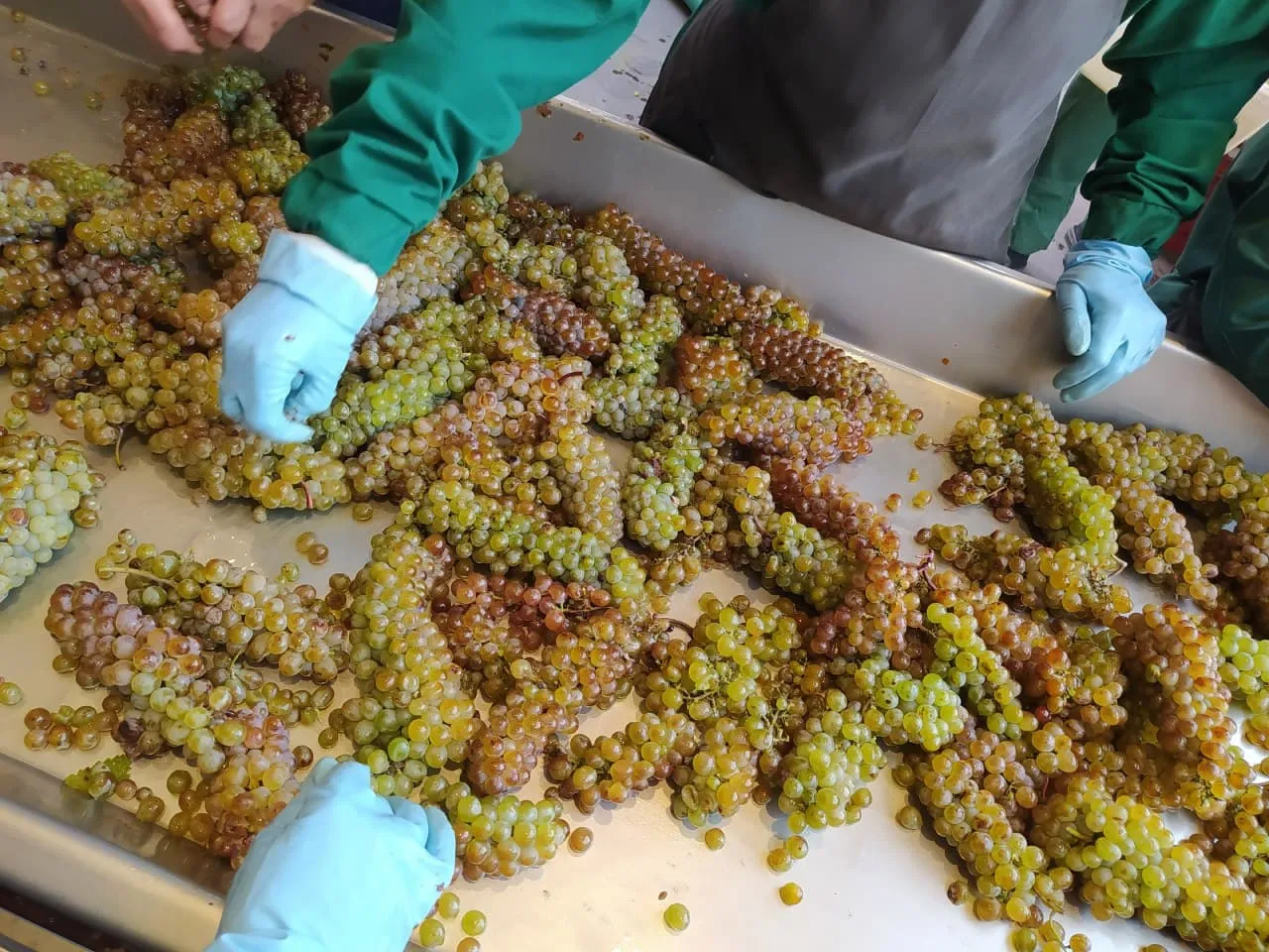 Сортировка винограда Ркацители перед переработкой Сортировка винограда Ркацители перед переработкой