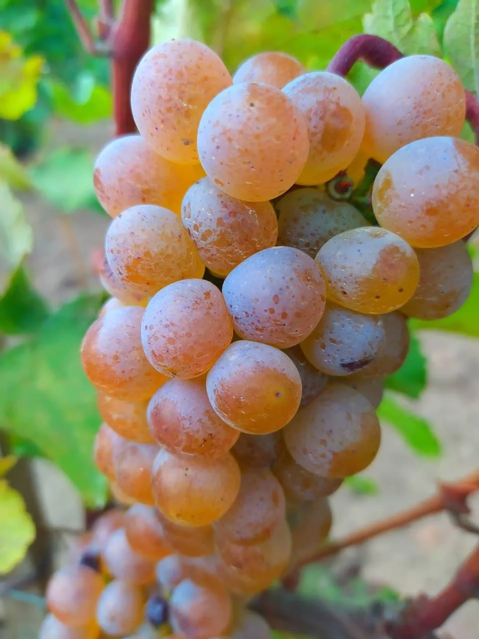 Лозам сорта Ркацители в SHABO 40 лет, они дают прекрасный виноград, из которого делают особые вина