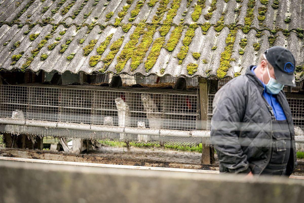 Через мутацію COVID-19 у Данії знищать понад 15 мільйонів норок Через мутацію COVID-19 у Данії знищать понад 15 мільйонів норок