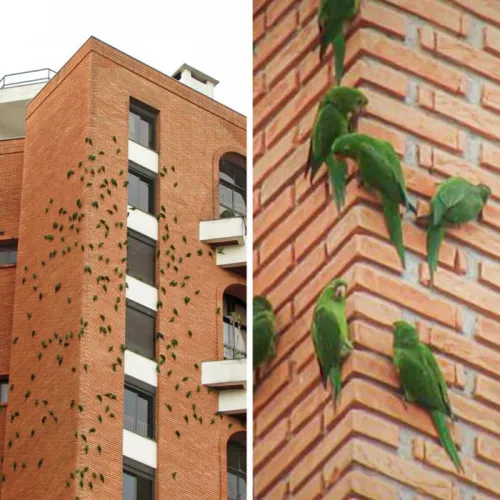 Попугаи создают неудобства для жильцов дома