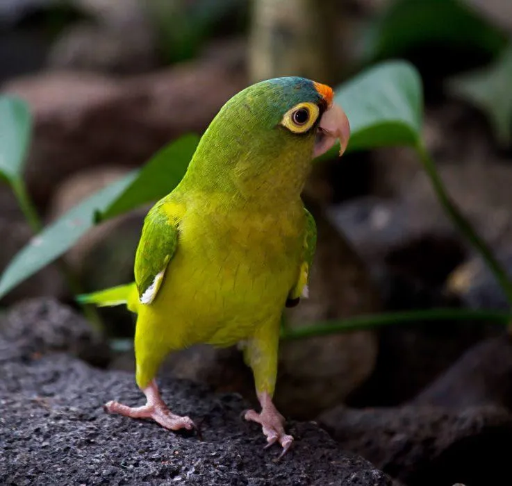 Этот вид попугаев имеет светлые круги вокруг глаз
