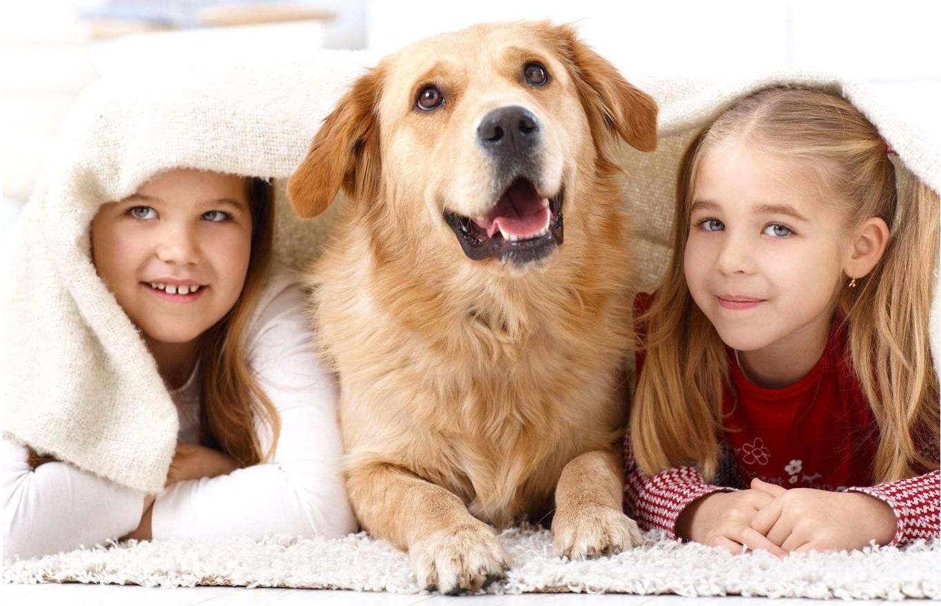 Как убрать шесть питомца – советы по уборке дома, устройства Как убрать шесть питомца – советы по уборке дома, устройства