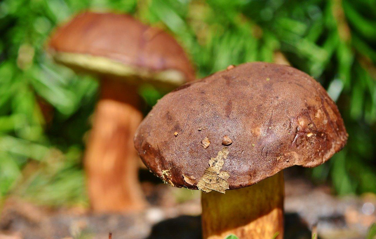 В Одесской области девочка умерла от отравления грибами на день рождения