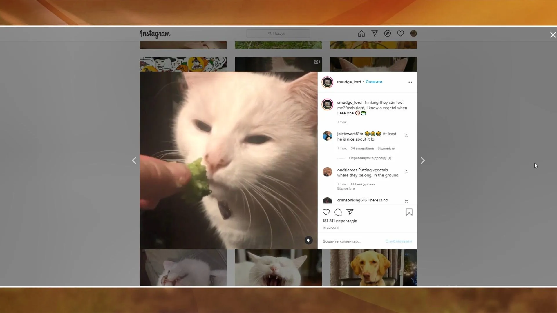 овочі, кіт, мем овочі, кіт, мем