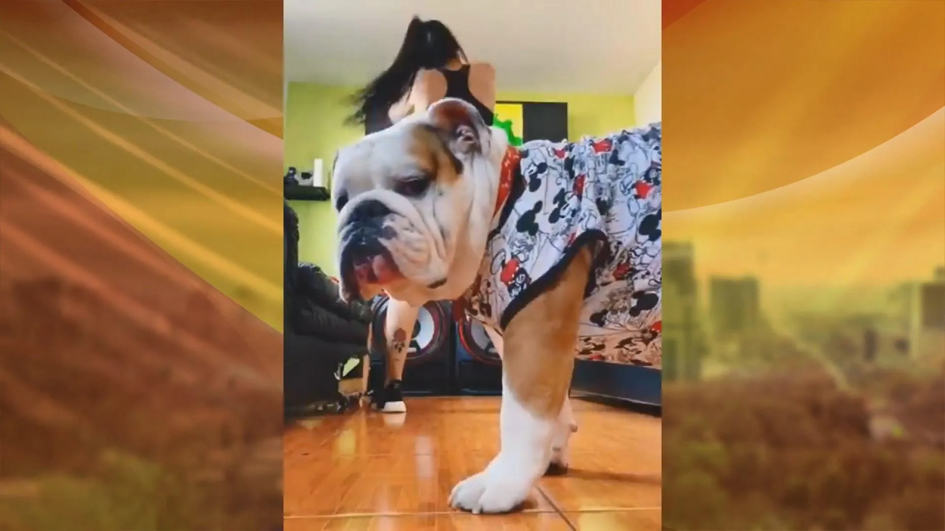 мем, собака мем, собака