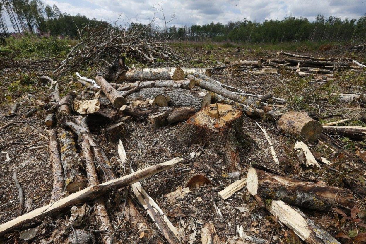 Ліси в Україні – наслідки вирубки