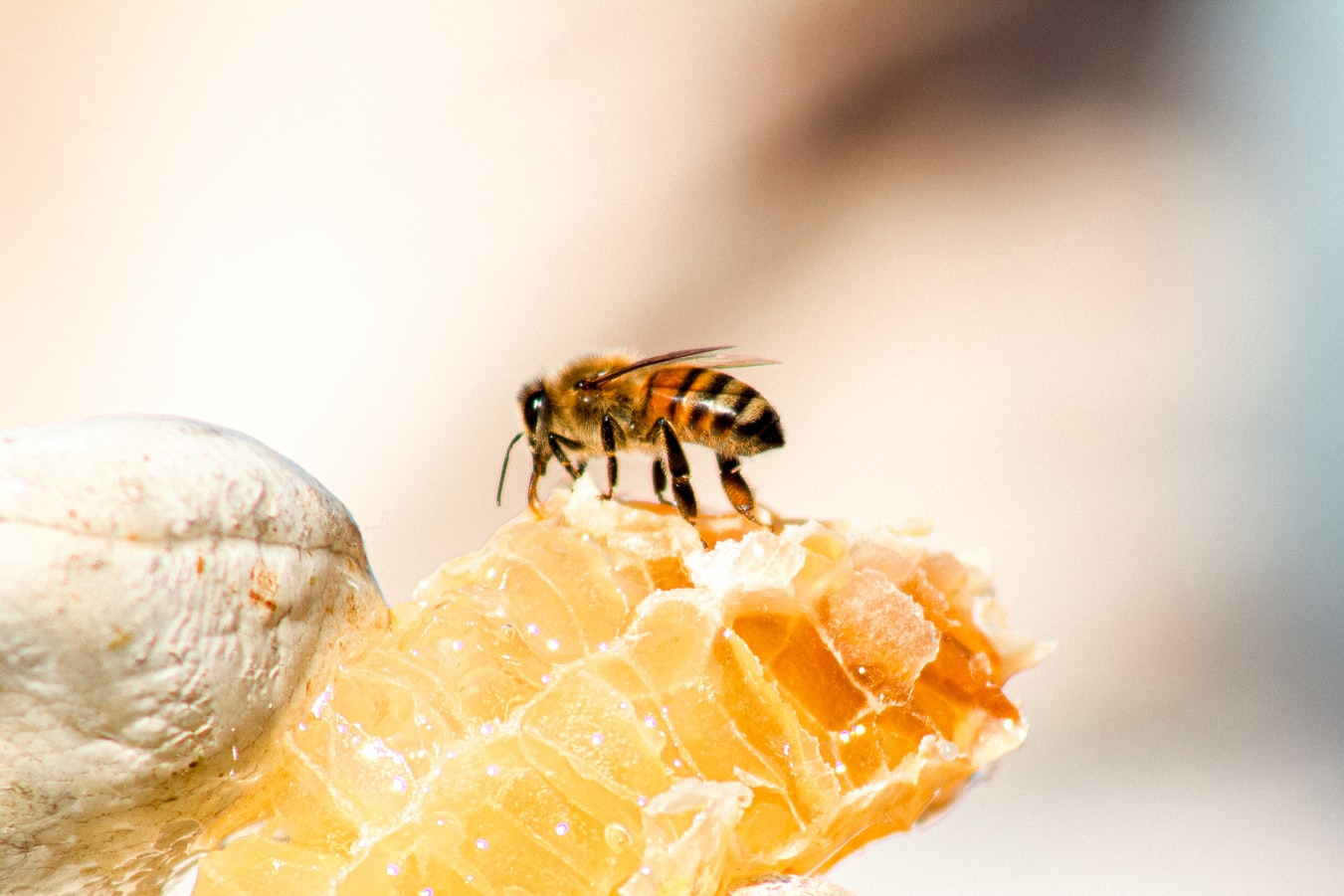 бджоли, мед