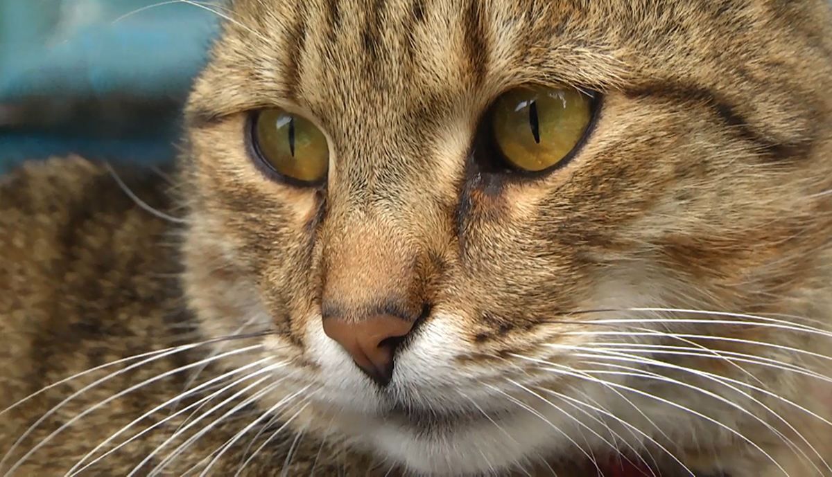 Коты во Львове: в каких необычных местах живут и какую пользу несут