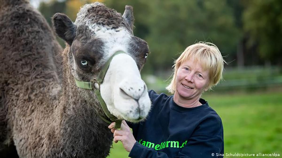 У Німеччині розпочали виробляти верблюже молоко: секрети виробництва