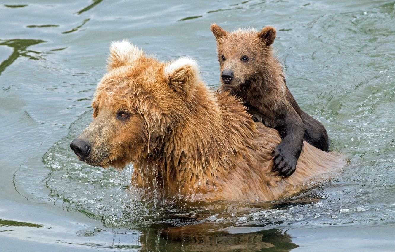 Российские военные застрелили медведицу и медвежонка: те залезли на подводную лодку – видео