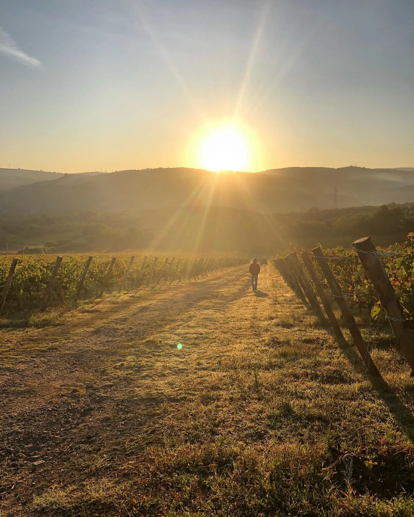 Виноградники винодельни Casa Vinicola D'Angelo Виноградники винодельни Casa Vinicola D'Angelo