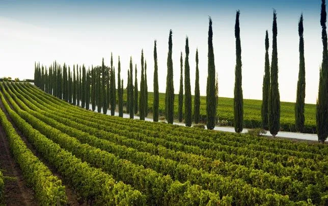 Виноградники региону Умбрія Виноградники региону Умбрія