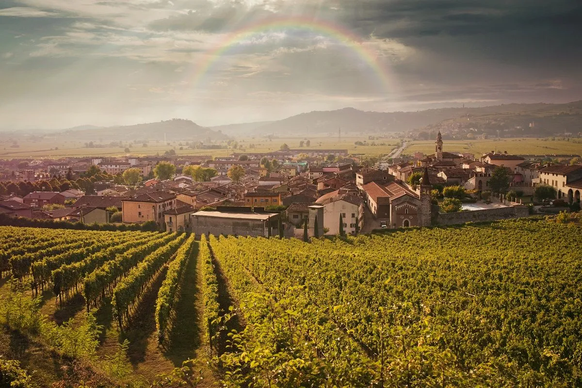 Виноградники в регионі Соаве Виноградники в регионі Соаве