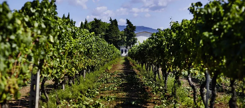 Виноградник маєтку Villa Matilde