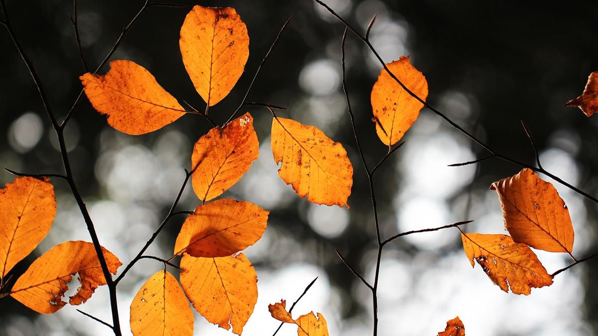 Погода 10 ноября 2020: прогноз от синоптиков Украины Погода 10 ноября 2020: прогноз от синоптиков Украины