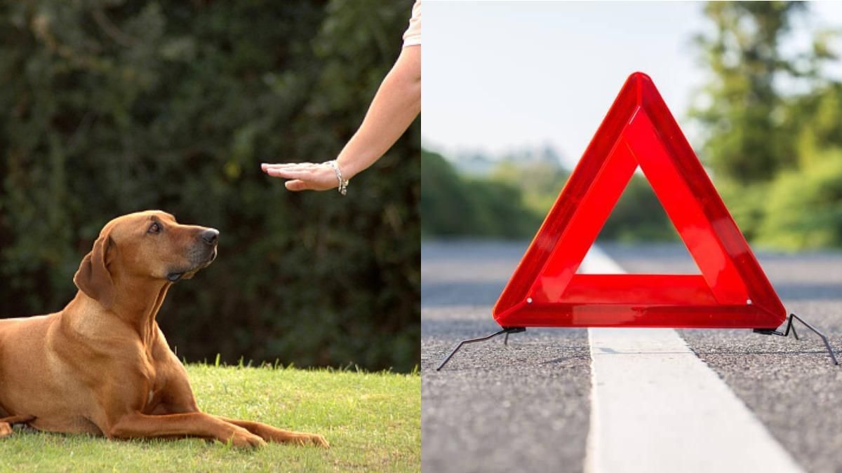 Жорстоко виховували собаку, водій збив хлопців на переході – Ти дивись Жорстоко виховували собаку, водій збив хлопців на переході – Ти дивись