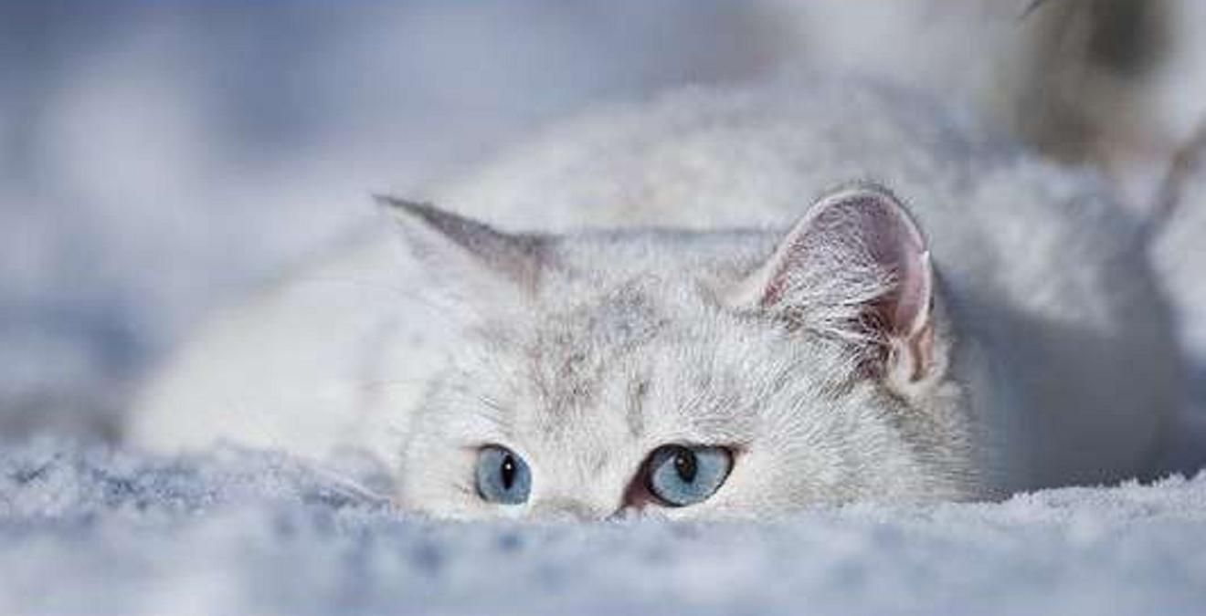 Коли в Україні буде мороз у листопаді 2020: прогноз Коли в Україні буде мороз у листопаді 2020: прогноз