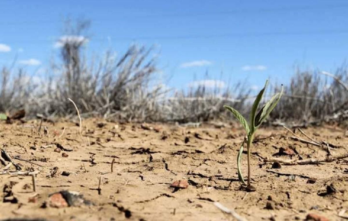 Посуха в Україні Посуха в Україні