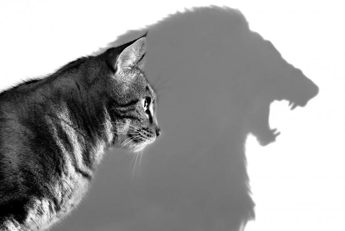 самоуверенность самоуверенность