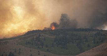 Убытки от пожаров на Луганщине считают миллиардами гривен: как теперь восстановить леса