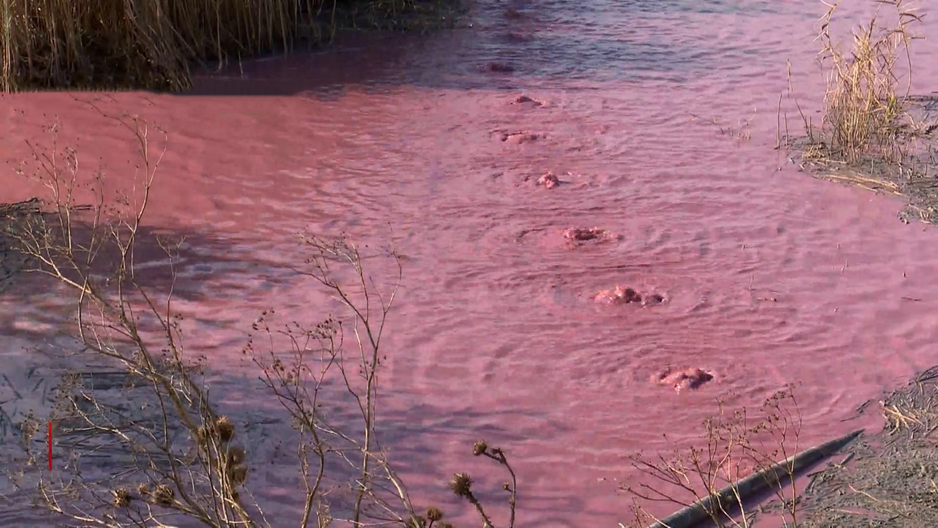 Люди на Миколаївщині потерпають від смороду з озера, відео