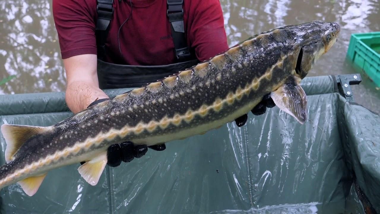 Почему исчезает рыба в Украине: объяснение эксперта Почему исчезает рыба в Украине: объяснение эксперта
