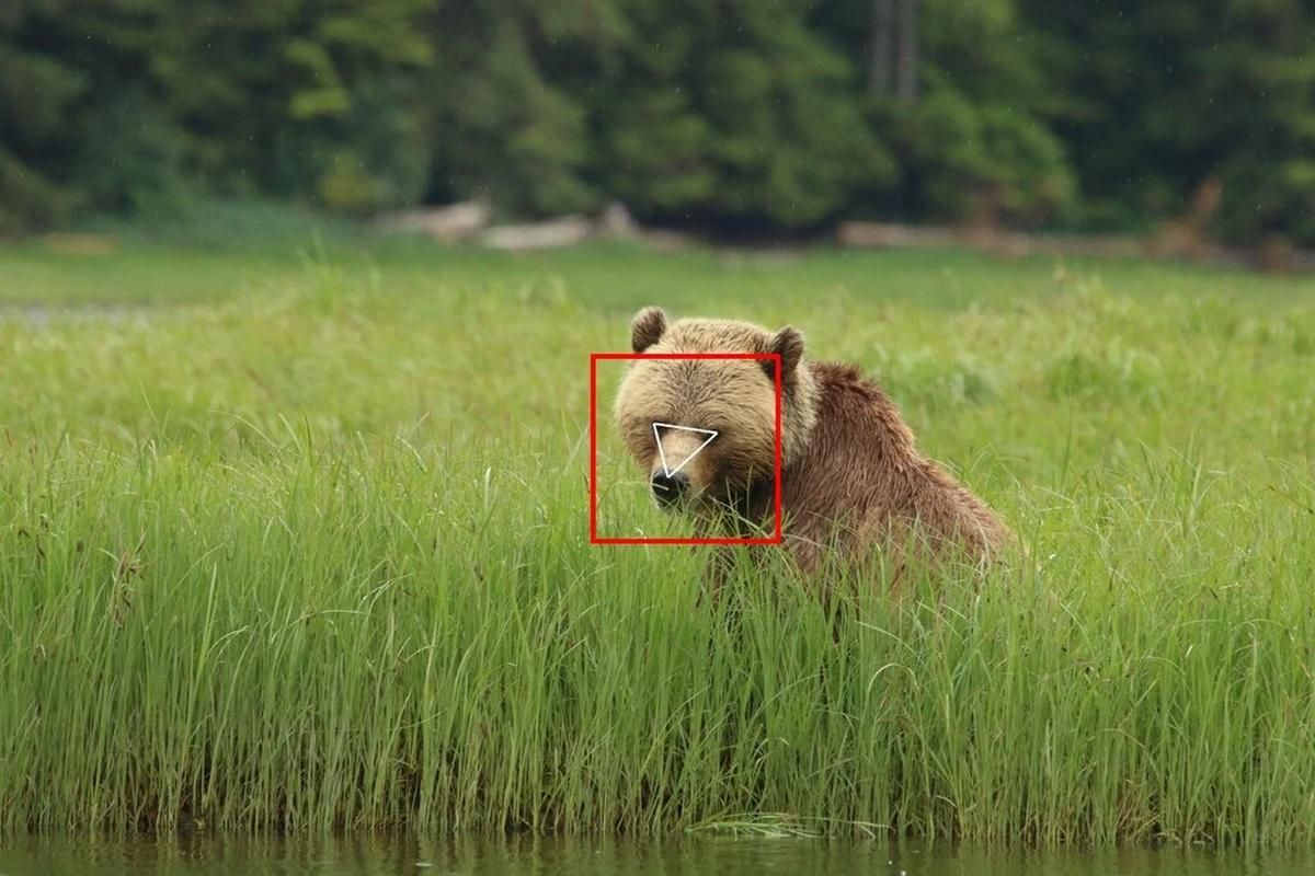 Распознавание лица тестируют на медведях