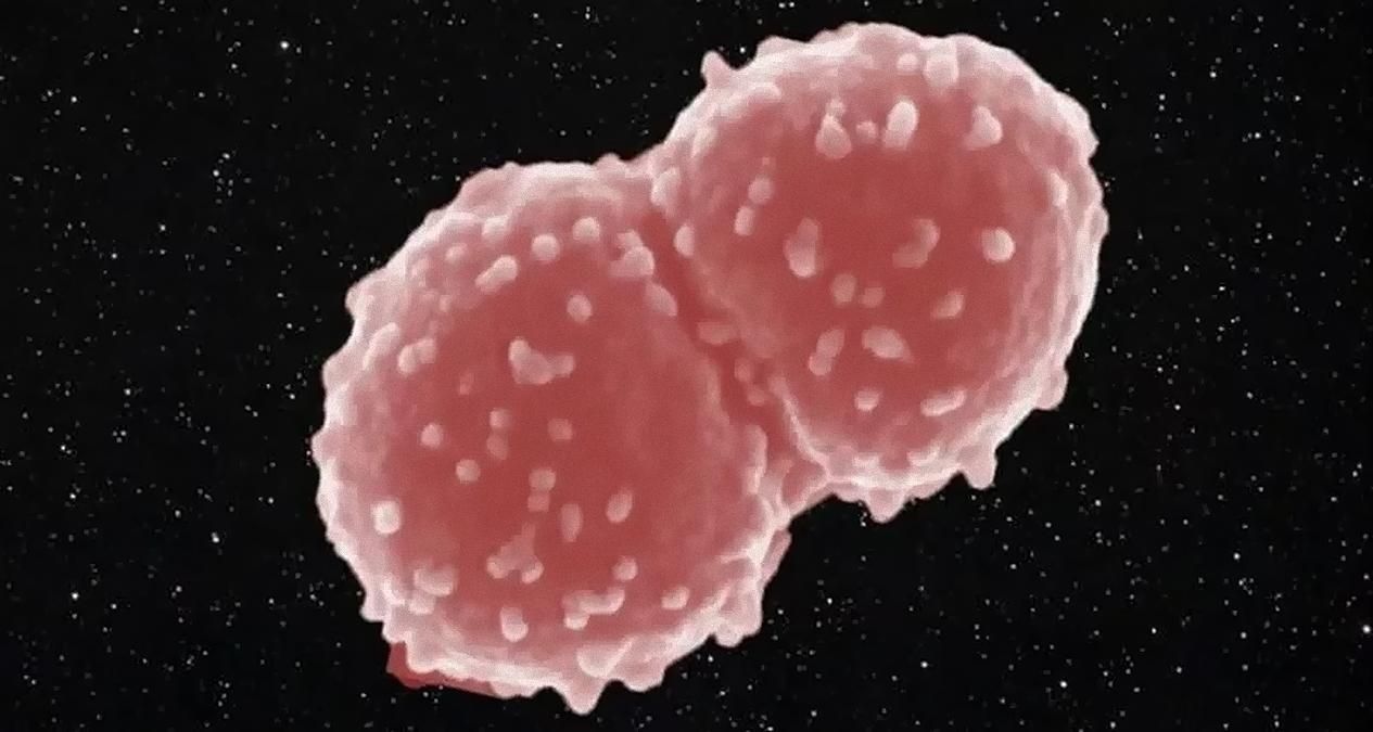 Бактерия провела год в открытом космосе и выжила Бактерия провела год в открытом космосе и выжила