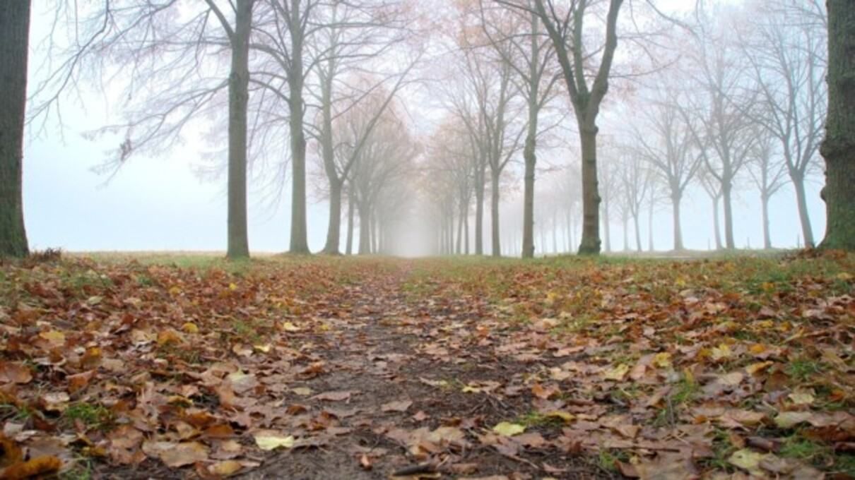 Погода 15 листопада 2020: прогноз від синоптиків України Погода 15 листопада 2020: прогноз від синоптиків України