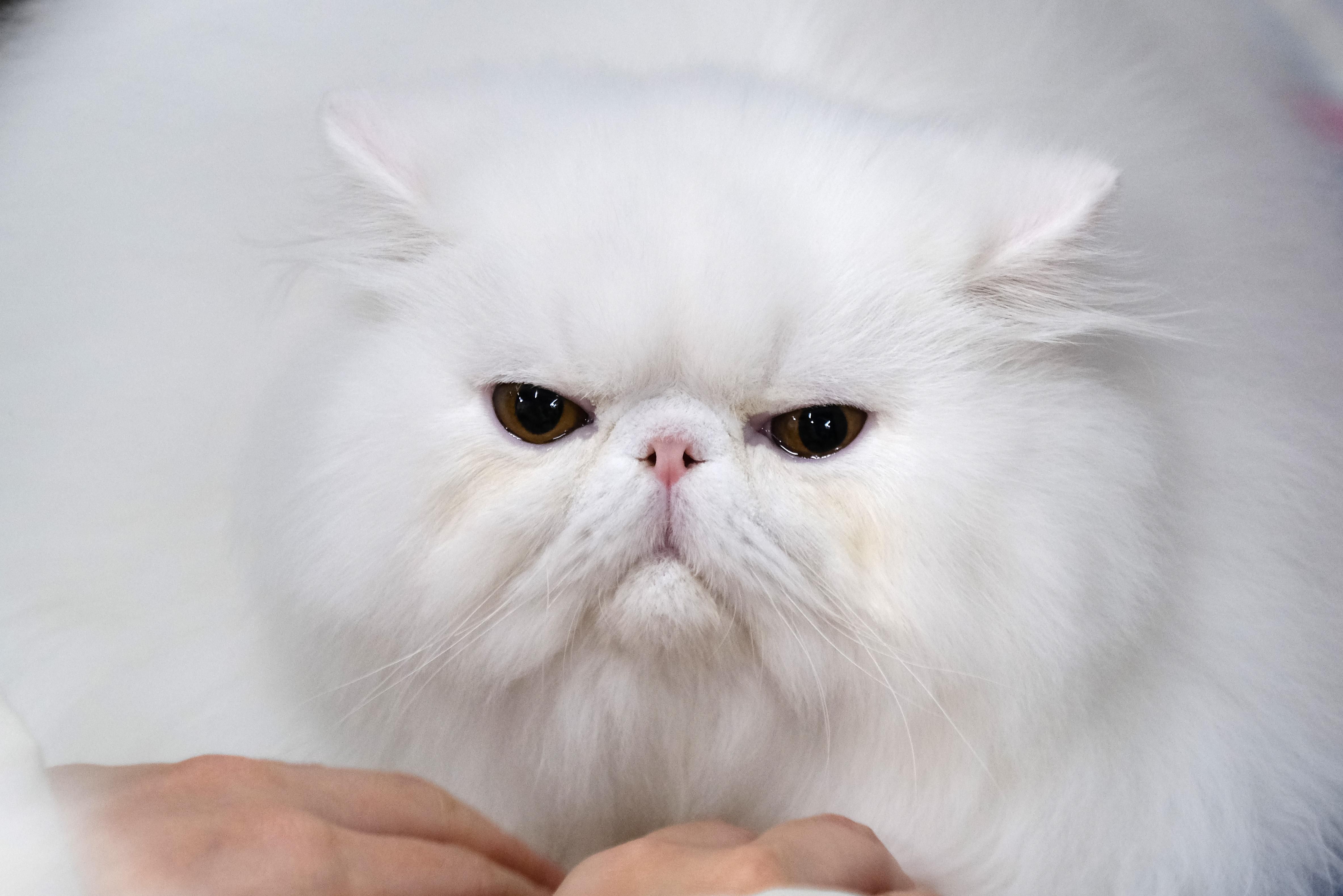 Карантин против котиков: в Киеве закрыли кошачью выставку Карантин против котиков: в Киеве закрыли кошачью выставку