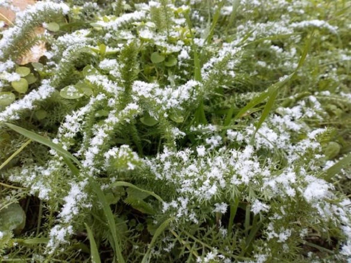 На Дніпропетровщині випав перший сніг 16.11.2020: фото, відео